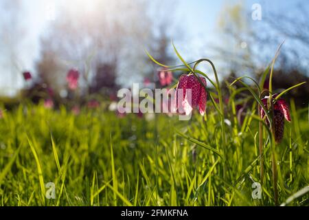 Fritlare de la tête de serpent en fleurs (Fritilaria meleagris). Banque D'Images