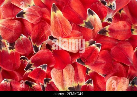 Fond de texture pétales de tulipe rouge avec gouttes de rosée, au-dessus de la vue Banque D'Images