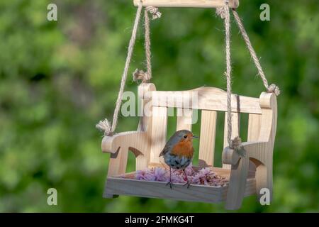 Robin perchée sur un jardin en bois balançoire d'oiseau avec cerise floraison Banque D'Images