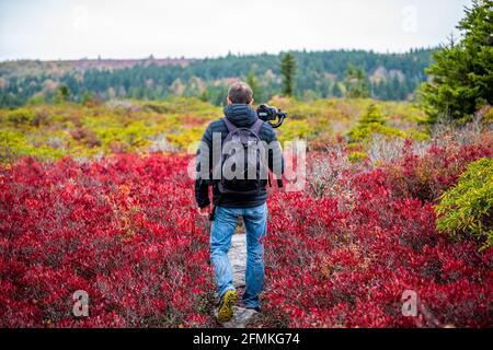 Homme photographe avec appareil photo et trépied stabilisant la randonnée de gimbal sur l'automne Bear Rocks Trail à Dolly Sods, Virginie occidentale tournage vidéo de Red Huckleb Banque D'Images