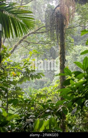 Vue sur les ponts suspendus du parc 'Mistico Arenal Puentes Colgantes' dans la région d'Arenal, Costa Rica Banque D'Images