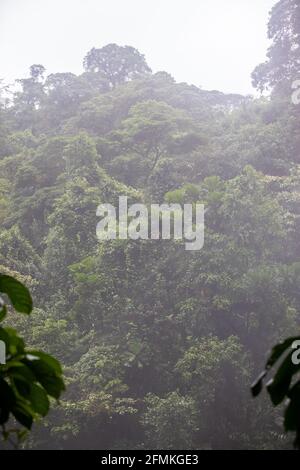 Vue sur les ponts suspendus du parc 'Mistico Arenal Puentes Colgantes' dans la région d'Arenal, Costa Rica Banque D'Images