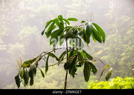 Vue sur les ponts suspendus du parc 'Mistico Arenal Puentes Colgantes' dans la région d'Arenal, Costa Rica Banque D'Images