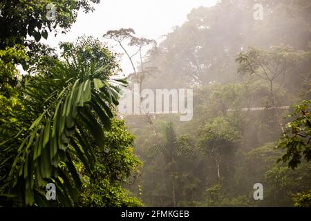 Vue sur les ponts suspendus du parc 'Mistico Arenal Puentes Colgantes' dans la région d'Arenal, Costa Rica Banque D'Images