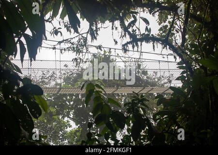 Vue sur les ponts suspendus du parc 'Mistico Arenal Puentes Colgantes' dans la région d'Arenal, Costa Rica Banque D'Images