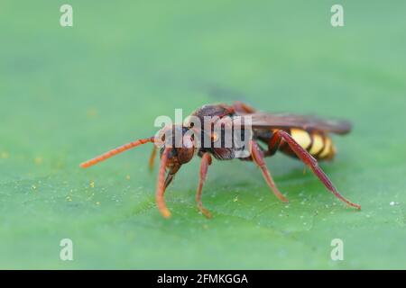 Photo macro de l'abeille coucou sur un congé vert Banque D'Images