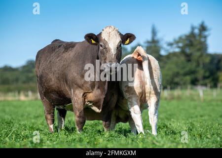 Veau de boeuf bien cultivé suçant sa mère dans un pâturage luxuriant, Cumbria, Royaume-Uni. Banque D'Images
