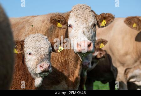 Troupeau de bovins Simmental qui broutage dans un pâturage en rescelédé, Cumbria, Royaume-Uni. Banque D'Images