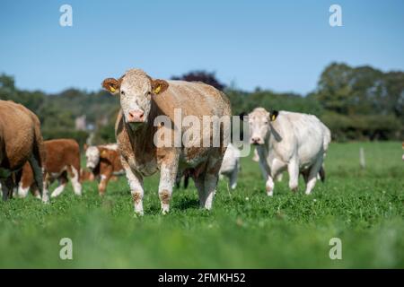 Troupeau de bovins de boucherie siréfiés Simmental qui broutage dans un pâturage rempli de trèfle, Cumbria, Royaume-Uni. Banque D'Images