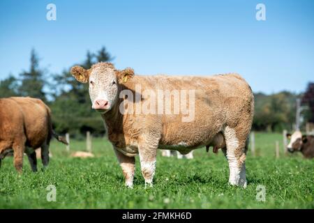 Troupeau de bovins de boucherie siréfiés Simmental qui broutage dans un pâturage rempli de trèfle, Cumbria, Royaume-Uni. Banque D'Images