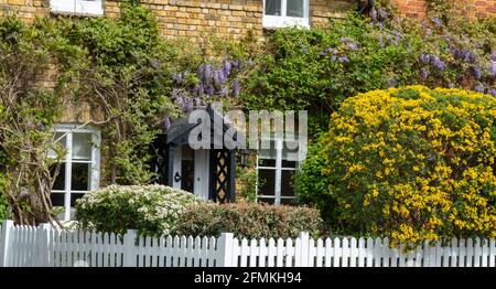 Church Cottages on the Ridgeway à Mill Hill, nord-ouest de Londres. Les cottages de caractère sont couverts de wisteria à fleurs violettes au printemps. Banque D'Images