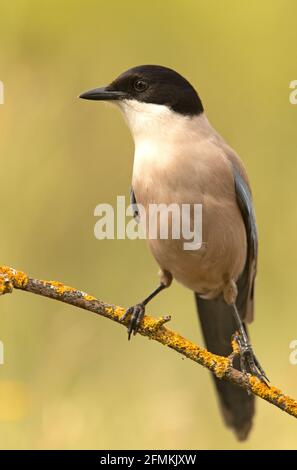 Magpie bordée d'azur avec la première lumière du jour dans une forêt de pins Banque D'Images