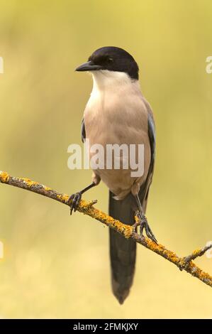 Magpie bordée d'azur avec la première lumière du jour dans une forêt de pins Banque D'Images