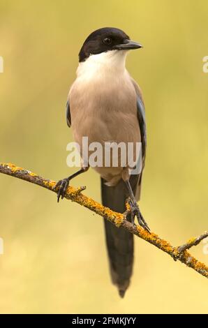 Magpie bordée d'azur avec la première lumière du jour dans une forêt de pins Banque D'Images