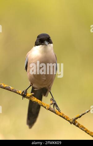 Magpie bordée d'azur avec la première lumière du jour dans une forêt de pins Banque D'Images