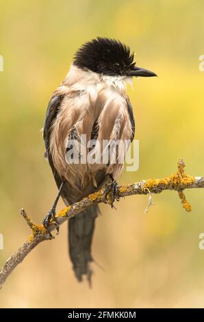 Magpie bordée d'azur avec la première lumière du jour dans une forêt de pins Banque D'Images