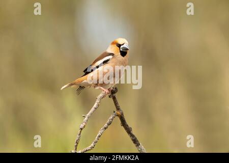 Hawfinch dans un point d'eau naturel dans une forêt méditerranéenne de pins et chênes en automne avec la première lumière du matin Banque D'Images