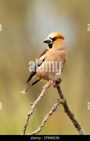 Hawfinch dans un point d'eau naturel dans une forêt méditerranéenne de pins et chênes en automne avec la première lumière du matin Banque D'Images