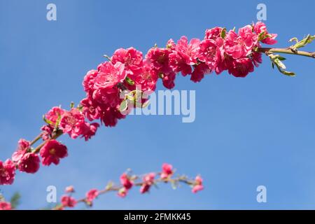 Fleurs de pêche de printemps sur branche contre ciel bleu Rouge Prunus persica 'Melred Weeping' floraison mai floraison fleurs de pêche floraison Pink Banque D'Images