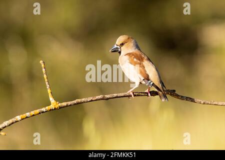 Hawfinch dans un point d'eau naturel dans une forêt méditerranéenne de pins et chênes en automne avec la première lumière du matin Banque D'Images