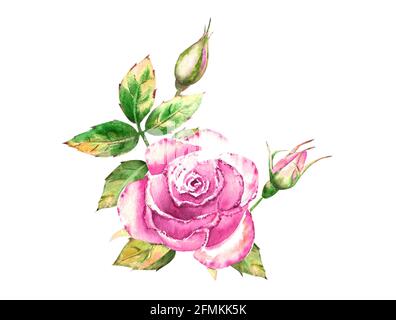 Bouquet de fleurs roses, feuilles vertes, fleurs ouvertes et fermées. Illustration aquarelle délicate Banque D'Images