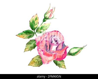 Bouquet de fleurs roses, feuilles vertes, fleurs ouvertes et fermées. Illustration aquarelle délicate Banque D'Images