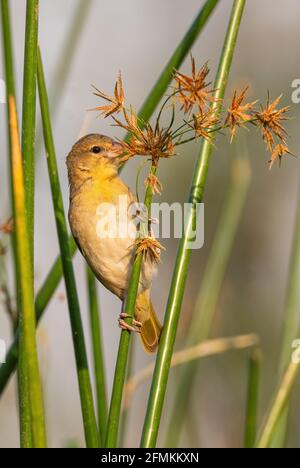 Village Weaver - Poceus cucullatus, magnifique oiseau jaune et noir provenant de forêts et de jardins africains, lac Ziway, Éthiopie. Banque D'Images