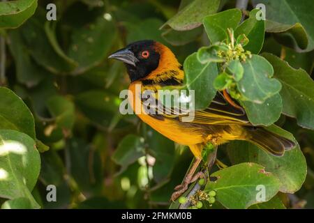 Village Weaver - Poceus cucullatus, magnifique oiseau jaune et noir provenant de forêts et de jardins africains, lac Ziway, Éthiopie. Banque D'Images