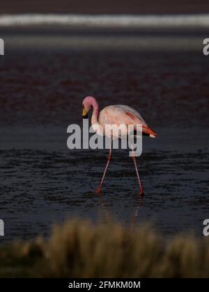 James flamango phoenicarrus jamesi dans le sel rouge plat lac Laguna Colorada Uyuni Potosi sur Lipez Andes montagnes Altiplano Bolivie Sud Amérique Banque D'Images