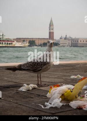 Goéland argenté européen Larus argentatus oiseau de mouette en face de Charmantes façades de maisons pittoresques et colorées sur les canaux de Venise Venise Vene Banque D'Images