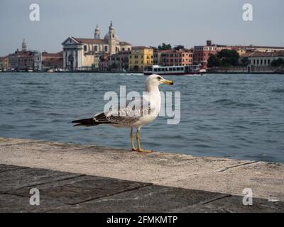 Goéland argenté européen Larus argentatus oiseau de mouette en face de Charmantes façades de maisons pittoresques et colorées sur les canaux de Venise Venise Vene Banque D'Images