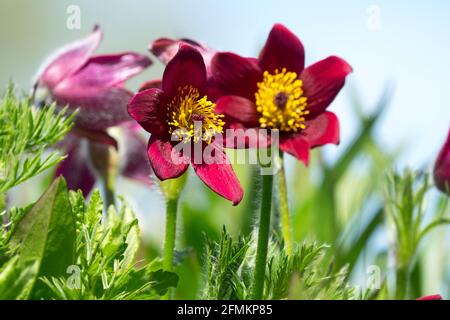 Fleur rouge Pasque Pulsatilla rubra gros plan Banque D'Images