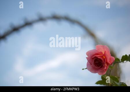 ESTA hermosa Rosa es para ti, por el dia hermoso cuando te conocí ... Banque D'Images