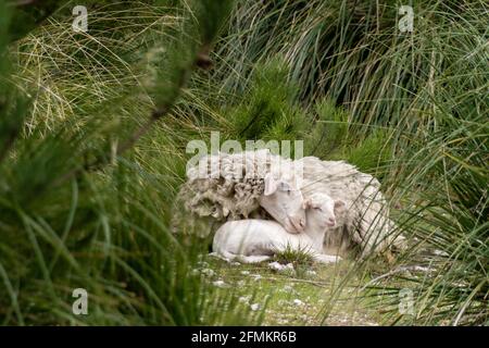 Une brebis avec son agneau, abritant son bébé mouton dans l'herbe, symbole de l'amour de la mère Banque D'Images