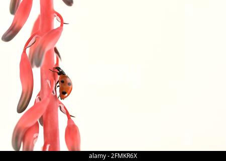 Coccinelle rouge grimpant la tige d'une tige rouge pleine de fleurs d'aloès variegata Banque D'Images