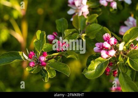 Fleur de pomme à l'aube Banque D'Images