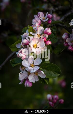 Fleur de pomme à l'aube Banque D'Images