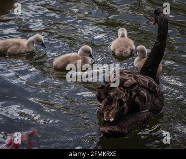 Un cygne noir observe ses cygnets dans un lac dans un parc londonien. Banque D'Images