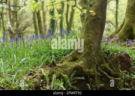 Bleuets fleurissent à Unity Woods, Cornwall Banque D'Images