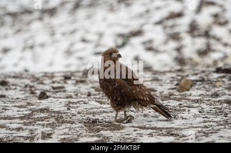 Portrait en gros plan d'un jeune jeune brun de montagne Caracara Phalcoboenus Megalopterus oiseau assis dans la neige d'hiver à Vinicunca Rainbow Mountain près de Banque D'Images