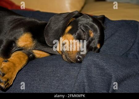 Chien de Dachshund endormi 8961 Banque D'Images