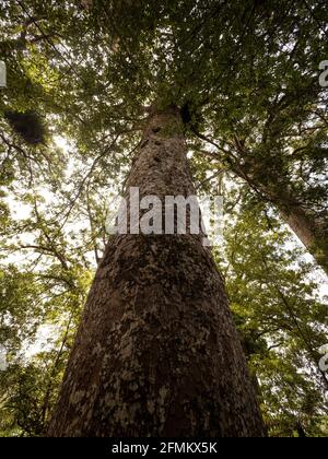 Vue panoramique de l'arbre indigène endémique Agathis australis sur Waiau Kauri Grove Track au 309 route Coromandel Peninsula Waikato North Île Nouvelle-Zélande Banque D'Images