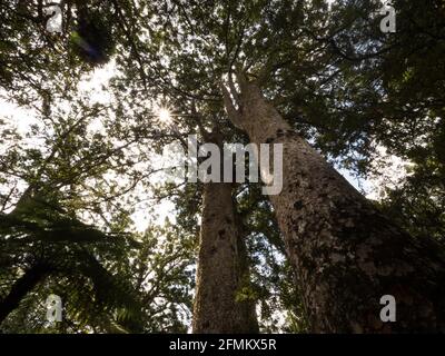 Vue panoramique de l'arbre indigène endémique Agathis australis sur Waiau Kauri Grove Track au 309 route Coromandel Peninsula Waikato North Île Nouvelle-Zélande Banque D'Images