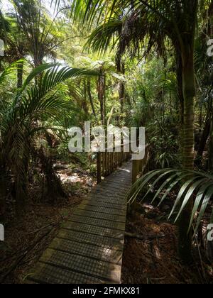 Panorama de la végétation luxuriante passerelle en bois chemin pont à Waiau Kauri Grove Track au 309 Road Coromandel Peninsula Waikato Île du Nord Nouvelle-Zélande Banque D'Images