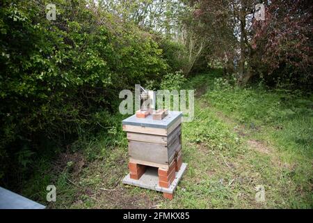 Ruche d'abeille avec fumeur abeille sur le dessus Banque D'Images