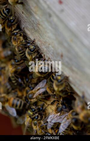 Les fauteurs et les gardes des abeilles à l'entrée d'une ruche Banque D'Images