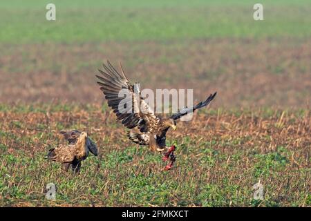 Aigle à queue blanche / aigle de mer / erne (Haliaeetus albicilla) oiseau juvénile sautant dans l'air avec des proies dans le champ, Mecklembourg-Poméranie-Occidentale, Allemagne Banque D'Images