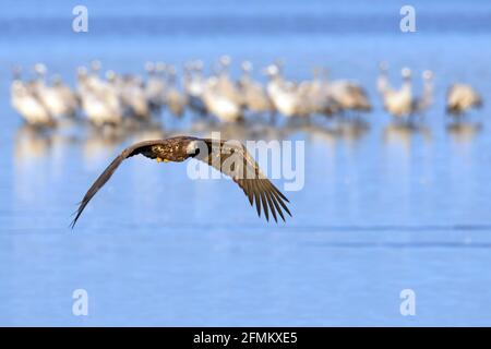 Aigle à queue blanche / aigle de mer / erne (Haliaeetus albicilla) oiseau juvénile volant au-dessus du lac avec la sauvagine, Mecklembourg-Poméranie-Occidentale, Allemagne Banque D'Images