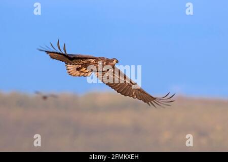 Aigle à queue blanche / aigle de mer / erne (Haliaeetus albicilla) oiseau juvénile volant au-dessus du champ en automne, Mecklembourg-Poméranie-Occidentale, Allemagne Banque D'Images