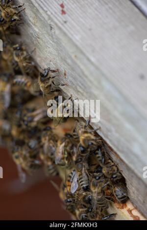 Les fauteurs et les gardes des abeilles à l'entrée d'une ruche Banque D'Images